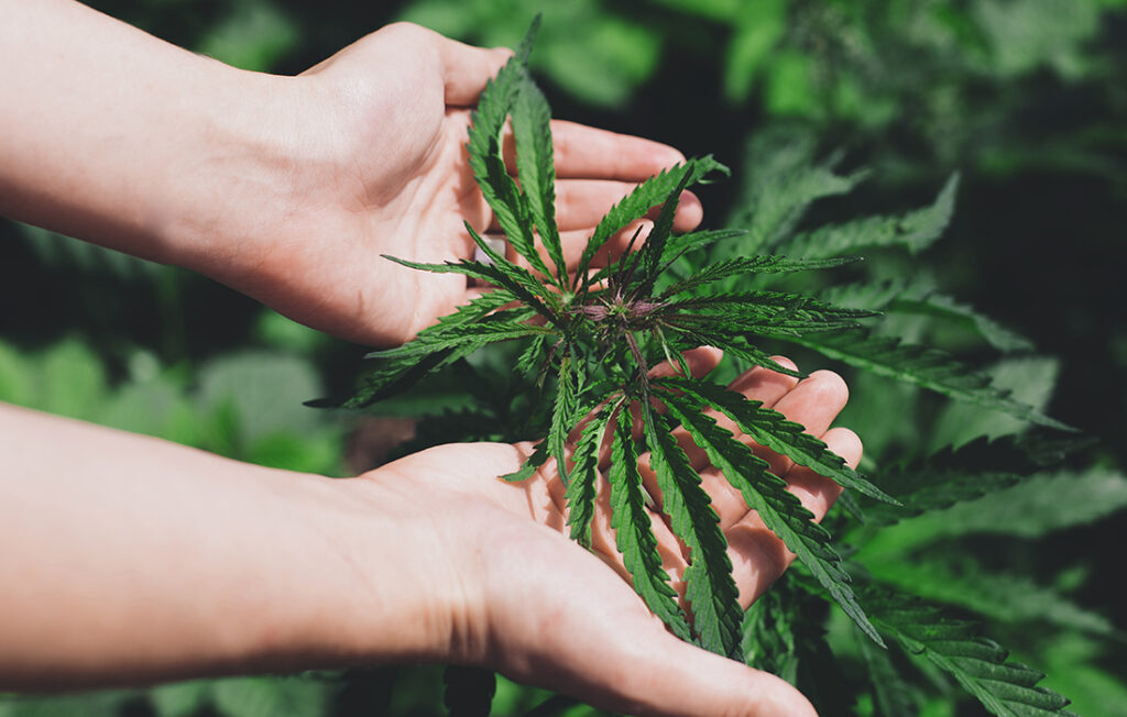 Cannabis Industry