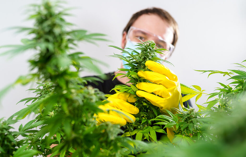 THC Varieties And Their Unique Characteristic