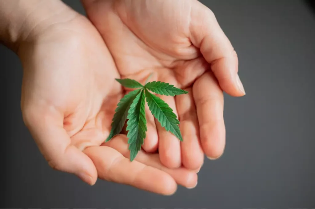 how to tell a female cannabis plant from a male