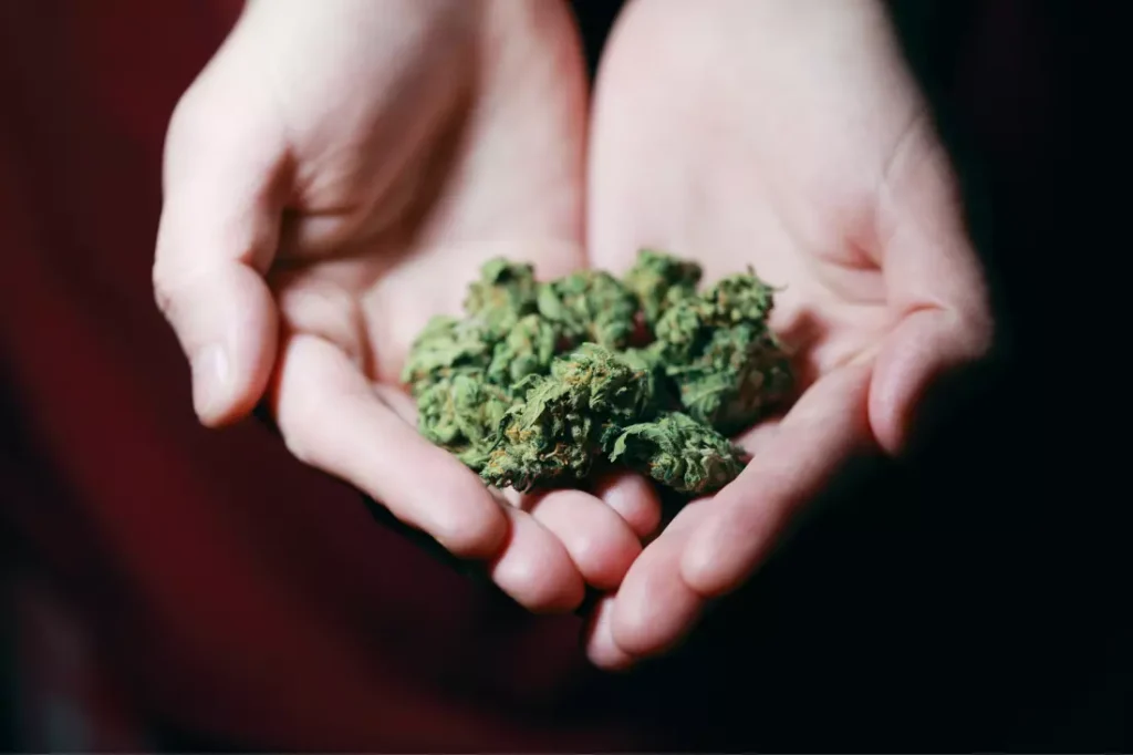 Understanding the Difference between a 7-petal and a 9-petal marijuana leaf