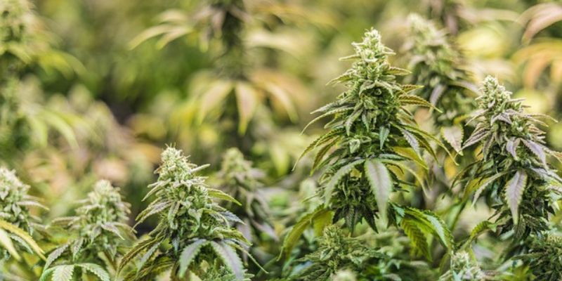 Does CBD Cause Dry Mouth?