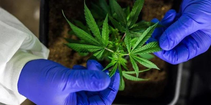 Is CBD Safe To Use?