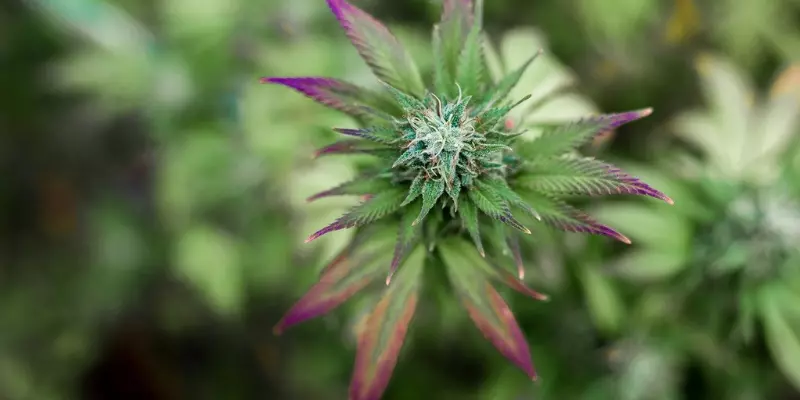 What distinguishes THC flower from CBD flower?