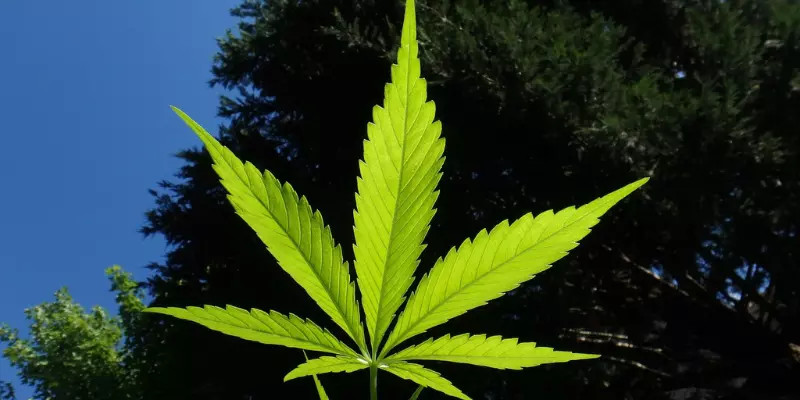 Are CBD Flowers Legal?