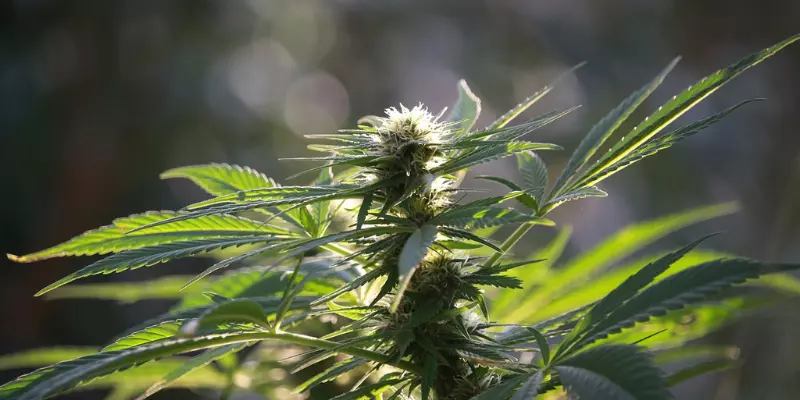 How To Decarb Hemp Flower