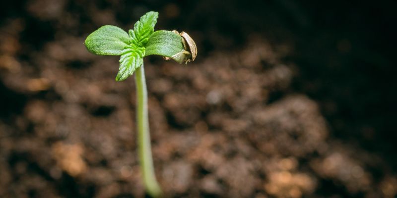 How To Plant Germinated Cannabis Seed The Right Way