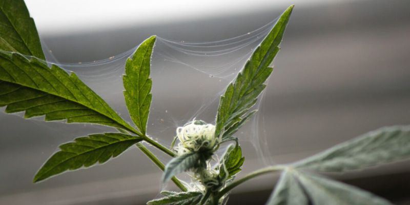 Understanding Spider Mites: What Do Spider Mites Look Like On Cannabis Plants