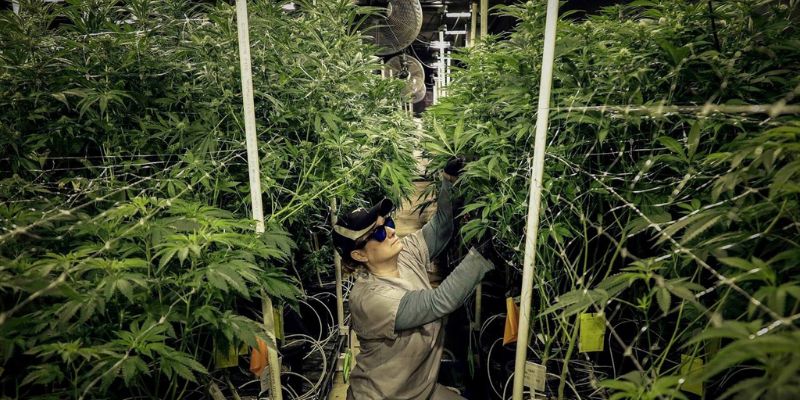 What Steps Can We Take To Approve Legalization Of Marijuana