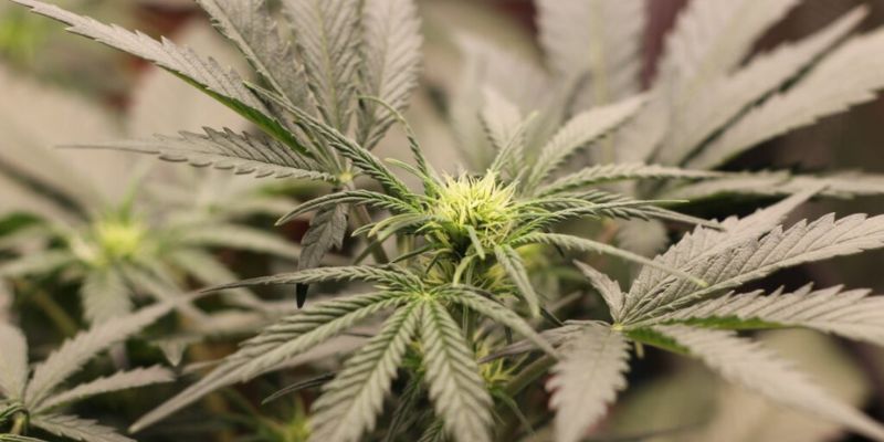How Long Does Marijuana Stay In Your System