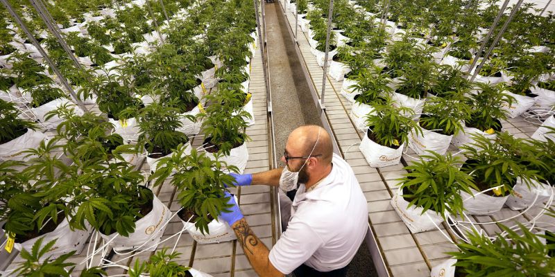 What Steps Can We Take To Approve Legalization Of Marijuana