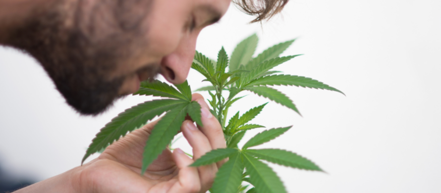What Does Marijuana Smell Like