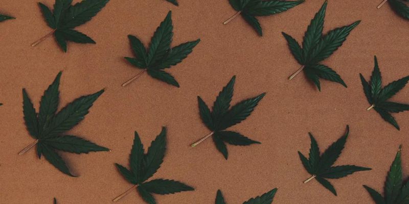 A Quick Take On Cannabis And Its Effects