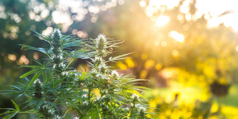 How Many Cannabis Plants To Make One Pound Of Weed