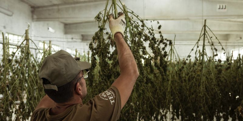 How To Curate Damp Cannabis Weed
