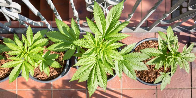 Are Cannabis Or Cannabinoids Helpful In Treating Health Conditions?