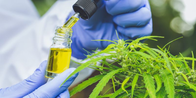 How To Grow CBD Plants: