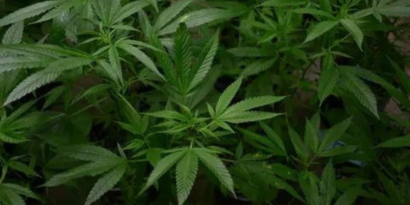 Step 7: Harvesting And Curing