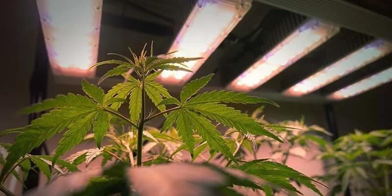 How To Grow A Cannabis Plant