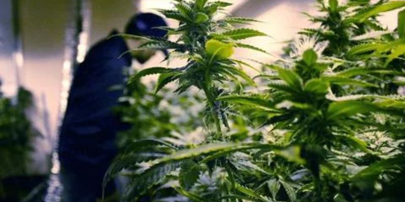 How Weed Affects Your Mind And Body