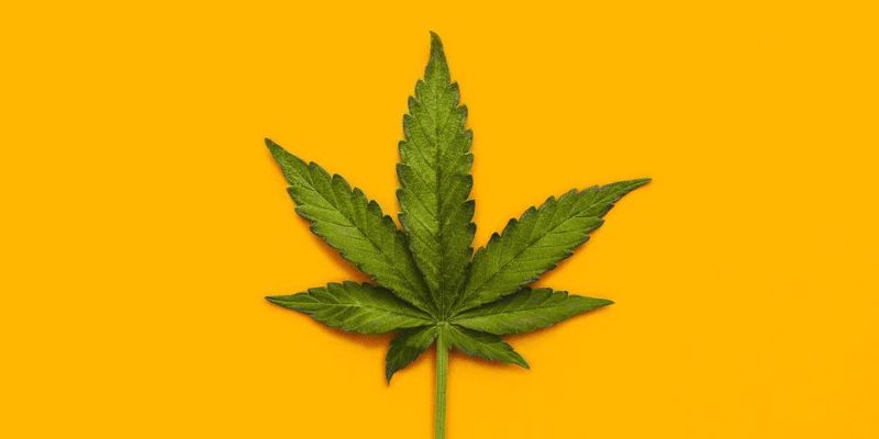 What Marijuana Does To Your Body And Brain
