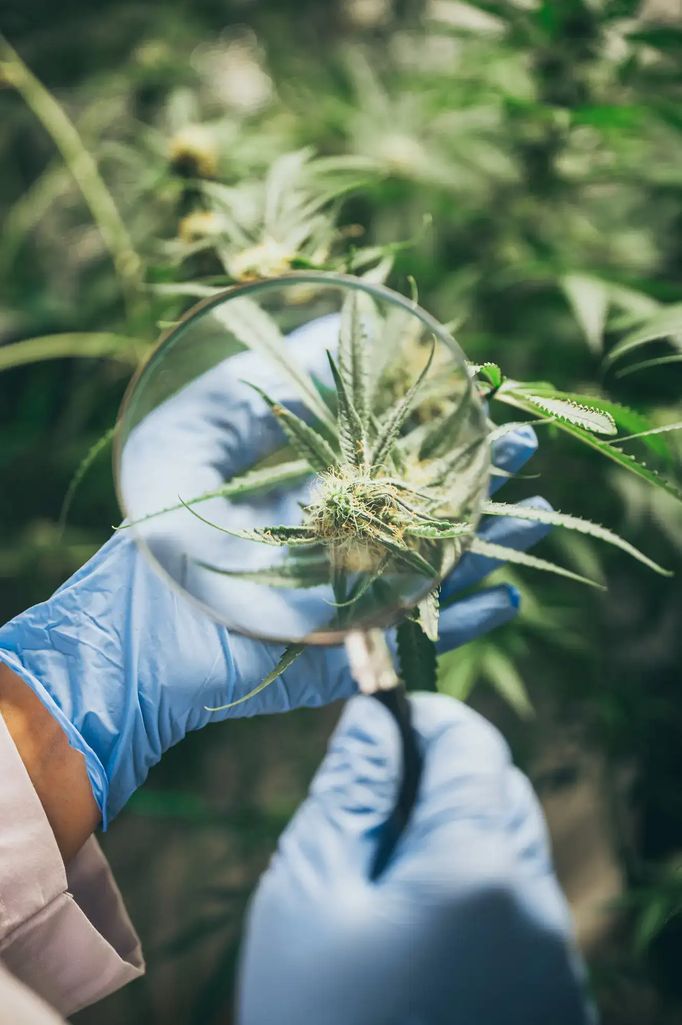 CBD Plant
