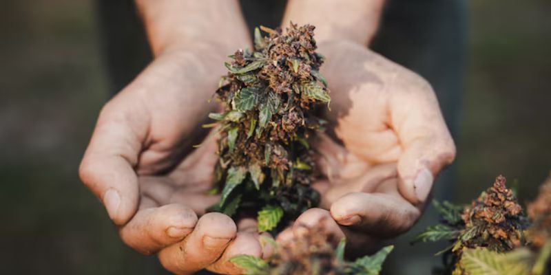 The Role of Moderation in Cannabis and Motivation