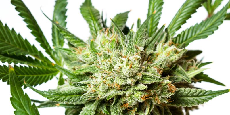 THC-A Diamond-Infused Flower
