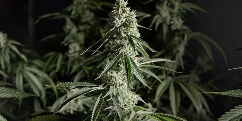 How the Right Cannabis Unlocks Your Best Ideas